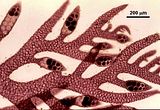 8 - Dettaglio degli stichidi